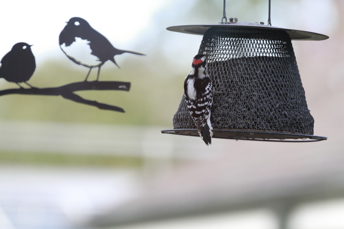 Пушистый дятел - ML649279403