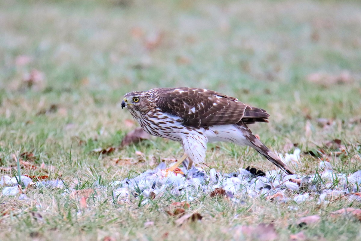 eBird Checklist - 6 Jan 2026 - Primient, Decatur - 1 species