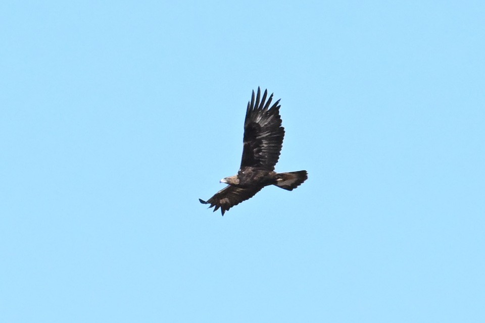 Golden Eagle - ML649280227