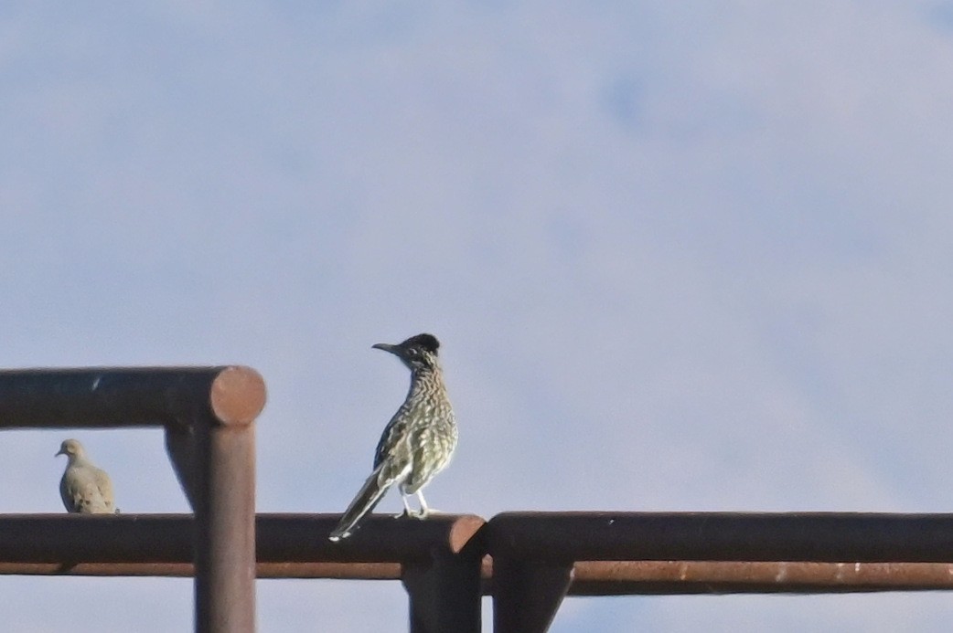 Greater Roadrunner - ML649280275