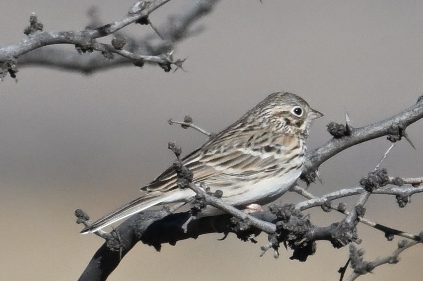 Vesper Sparrow - ML649280379
