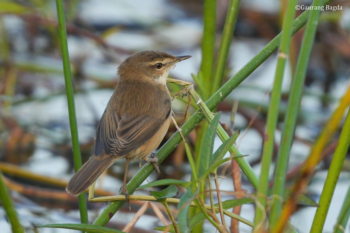 rákosník plavý - ML649281065