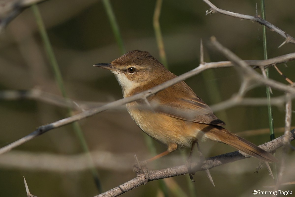 rákosník plavý - ML649281066