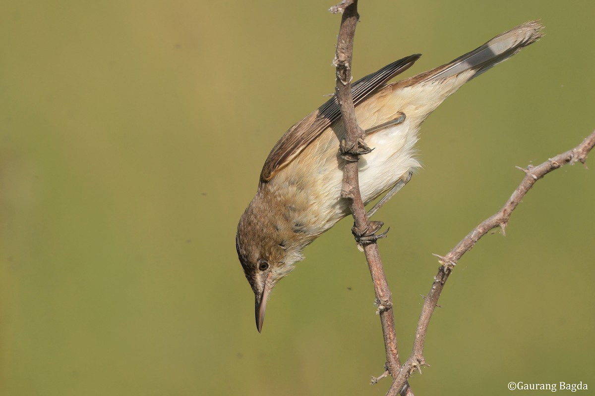 rákosník hlučnohlasý - ML649281101