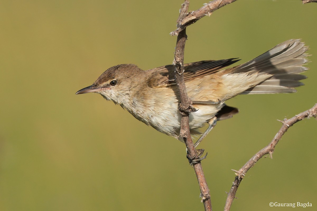 rákosník hlučnohlasý - ML649281103