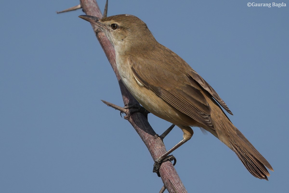 rákosník hlučnohlasý - ML649281105