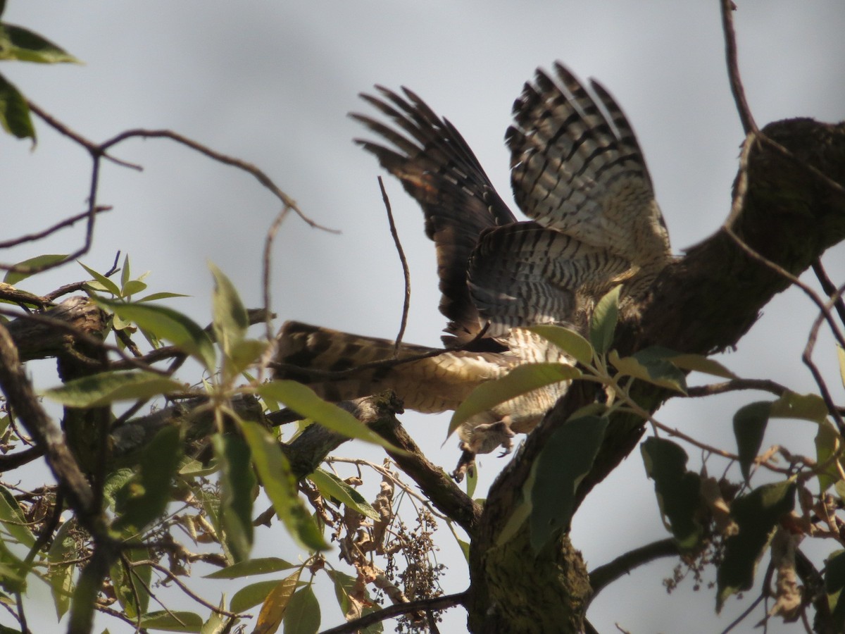 Bec-en-croc de Temminck - ML649281107