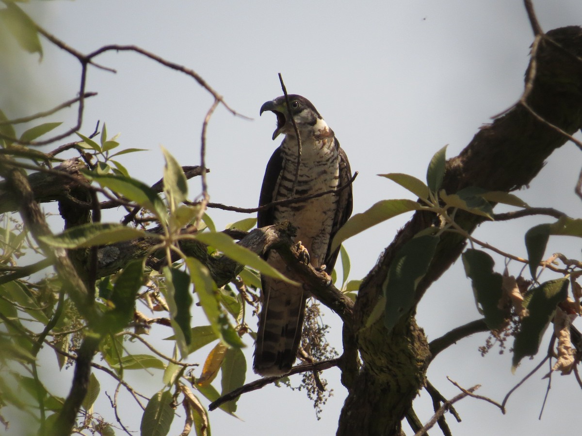 Bec-en-croc de Temminck - ML649281108