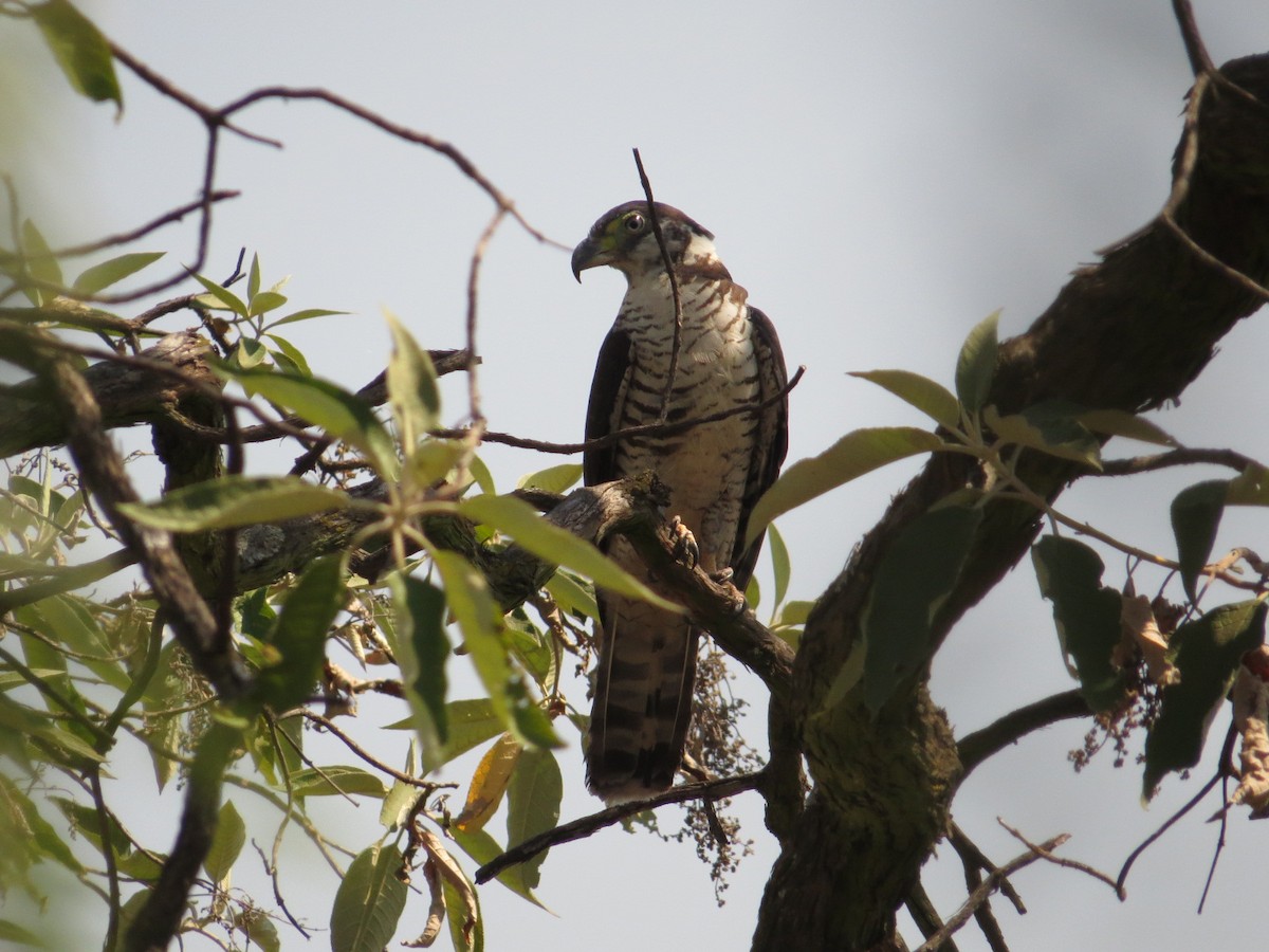 Bec-en-croc de Temminck - ML649281109