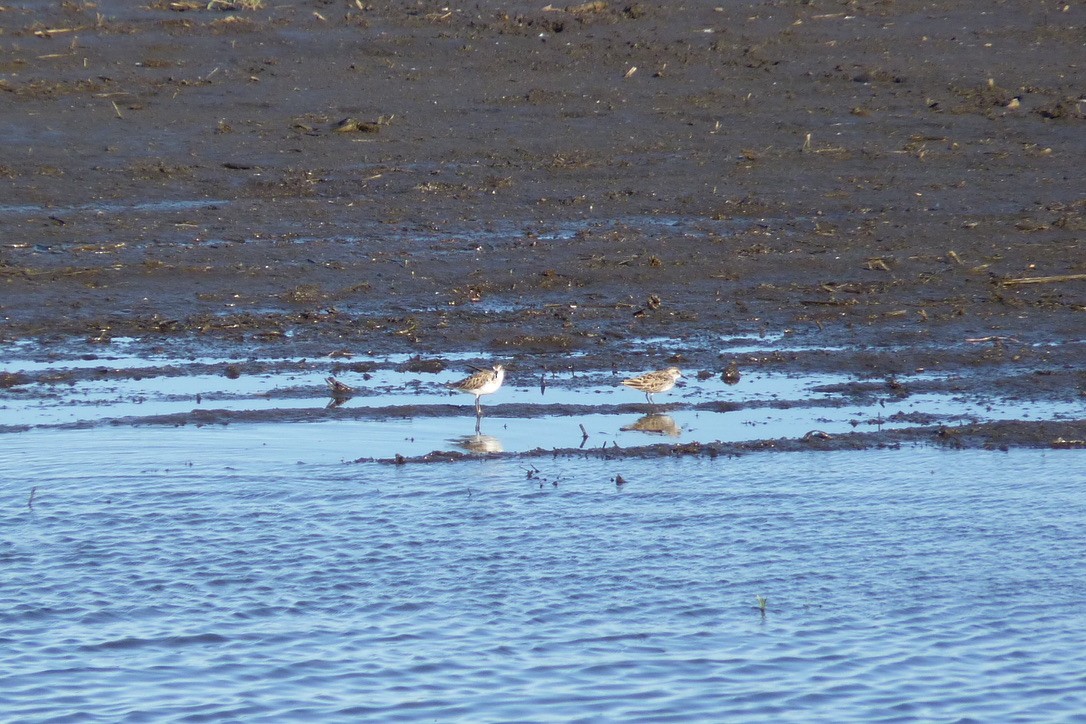 Semipalmated Sandpiper - ML649281134