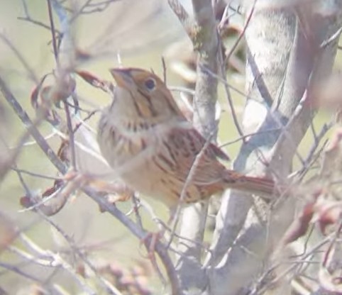 Henslow's Sparrow - ML649281328