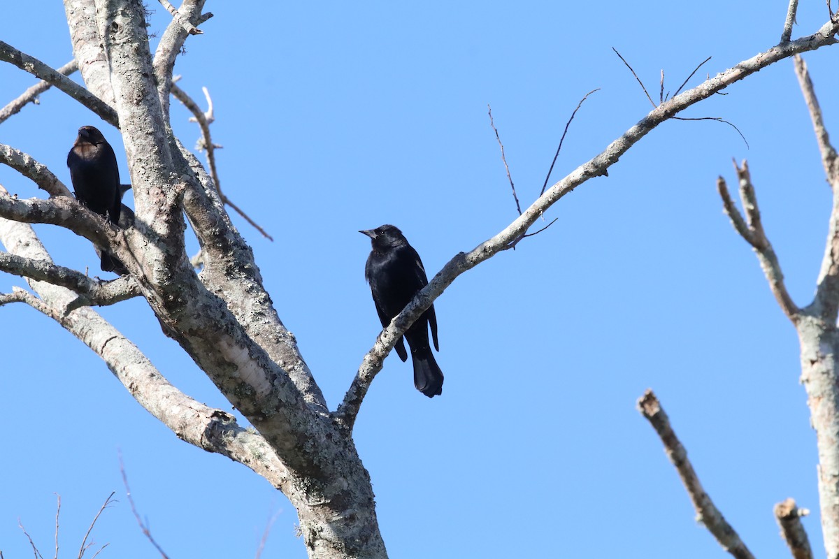 Red-winged Blackbird - ML649281334
