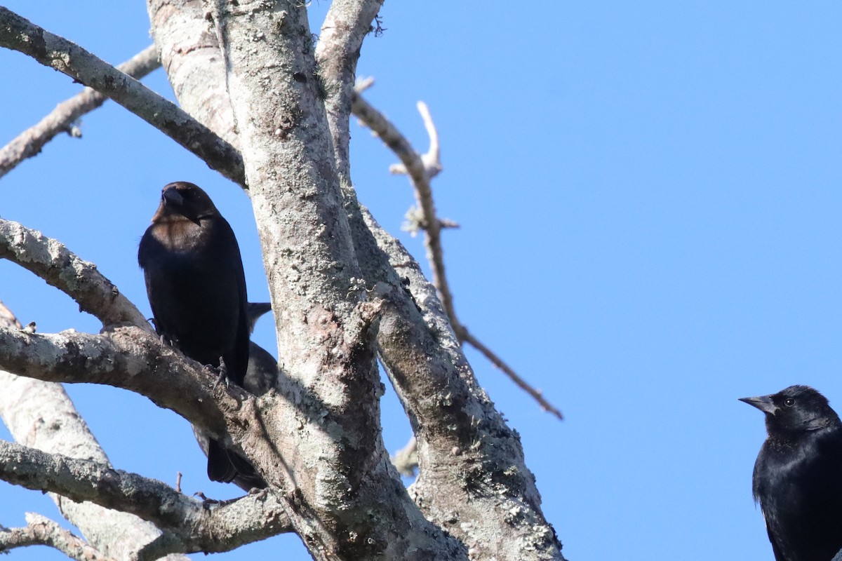 Brown-headed Cowbird - ML649281362