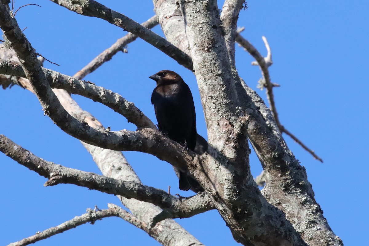 Brown-headed Cowbird - ML649281402