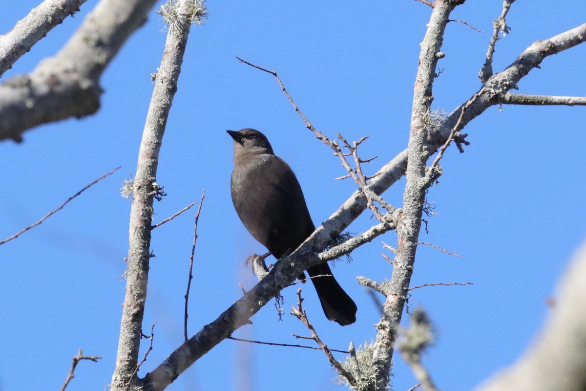 Brewer's Blackbird - ML649281432