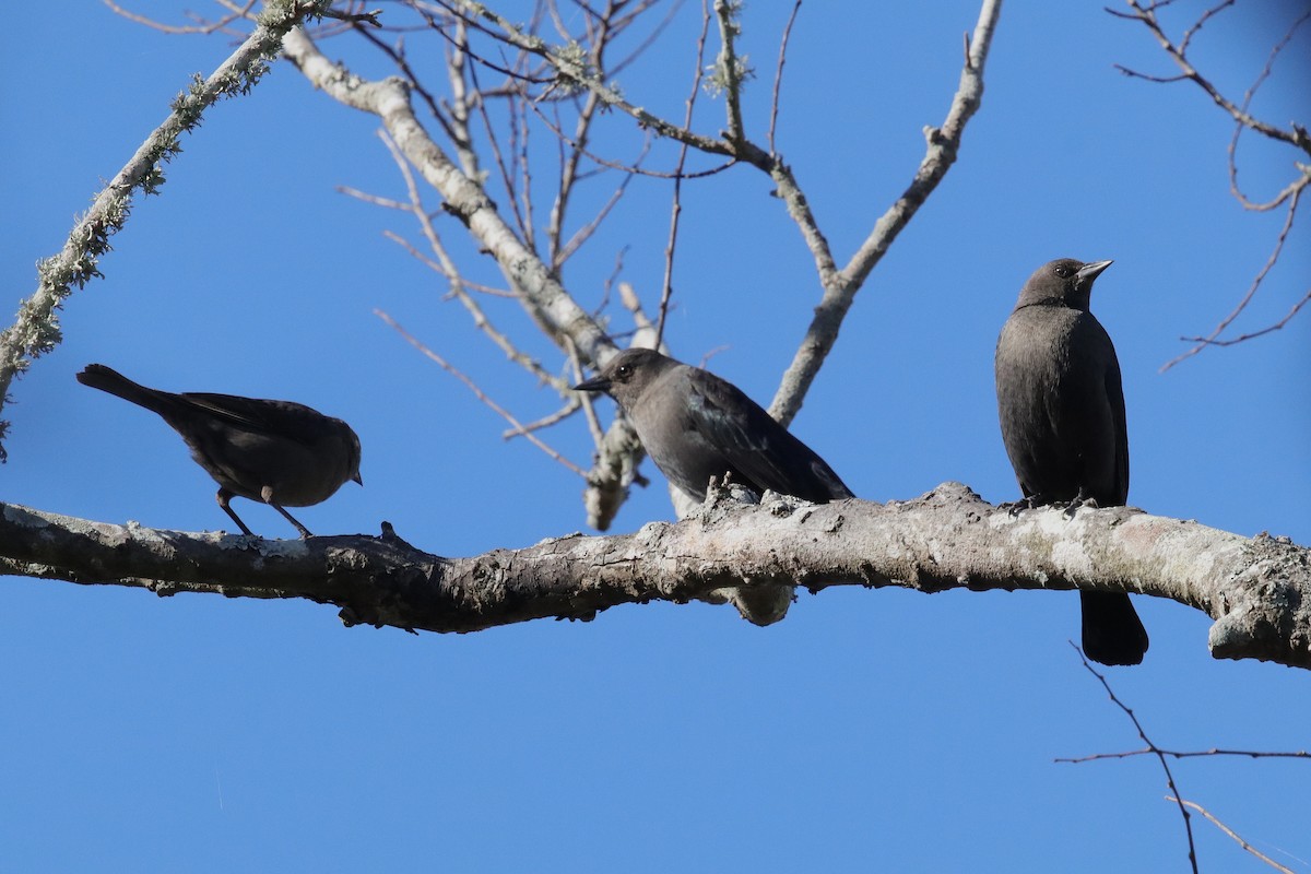 Brewer's Blackbird - ML649281523