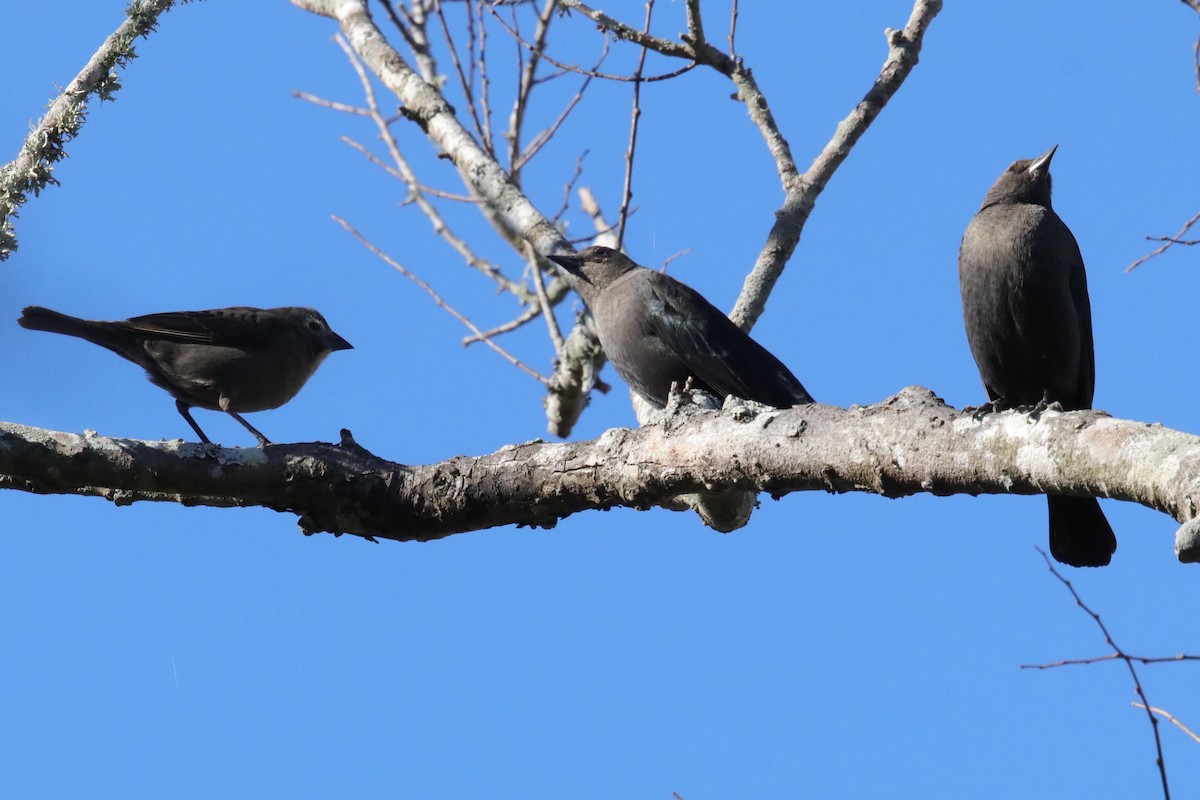 Brewer's Blackbird - ML649281545