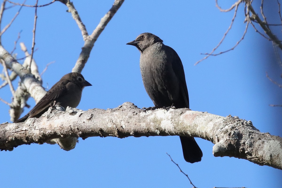 Brewer's Blackbird - ML649281566
