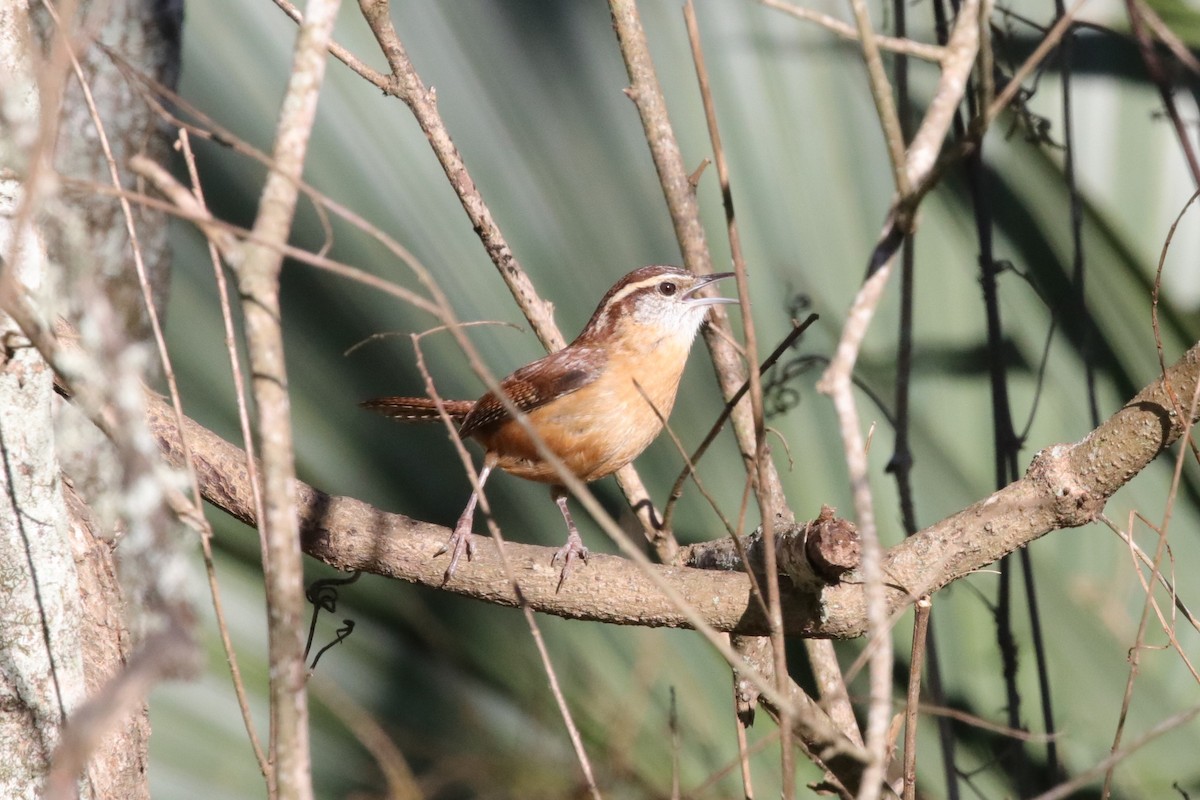 Carolina Wren - ML649281681