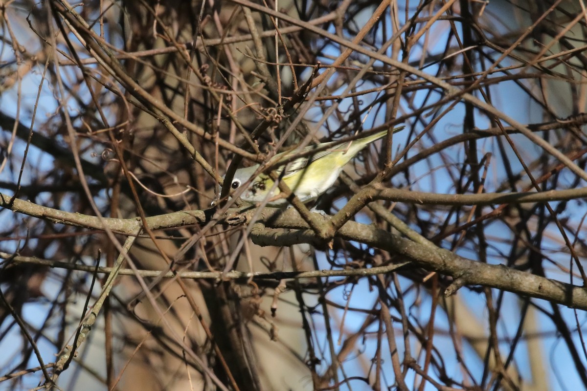 Blue-headed Vireo - ML649281704