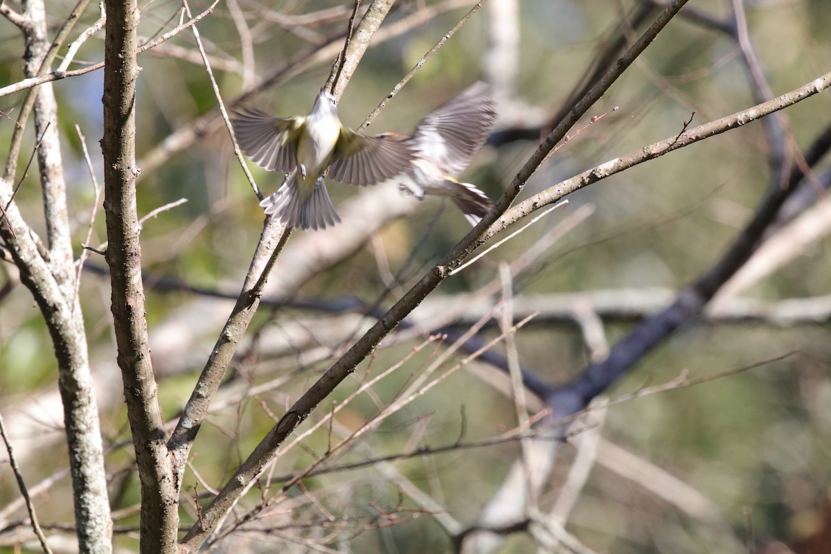 Blue-headed Vireo - ML649281719