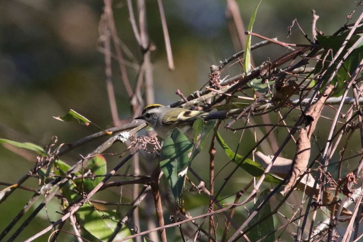 Golden-crowned Kinglet - ML649281764