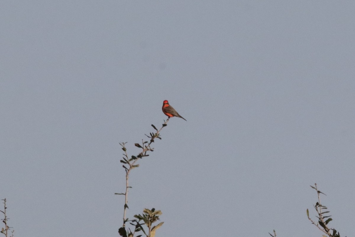 Vermilion Flycatcher - ML649281797