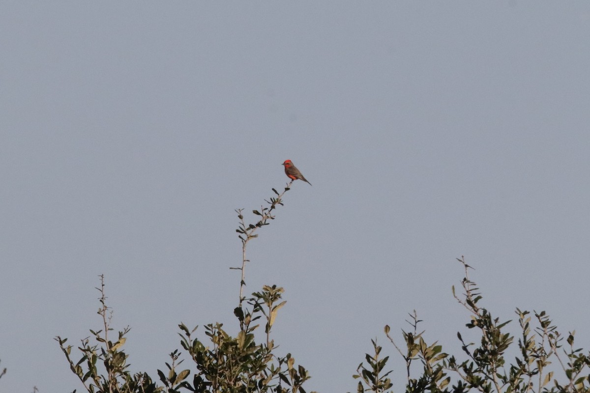 Vermilion Flycatcher - ML649281811