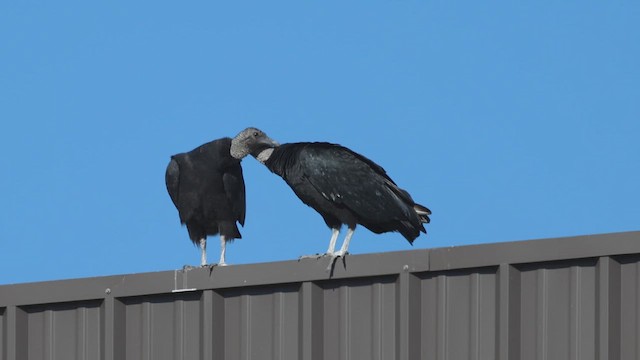 kondor havranovitý - ML649281814