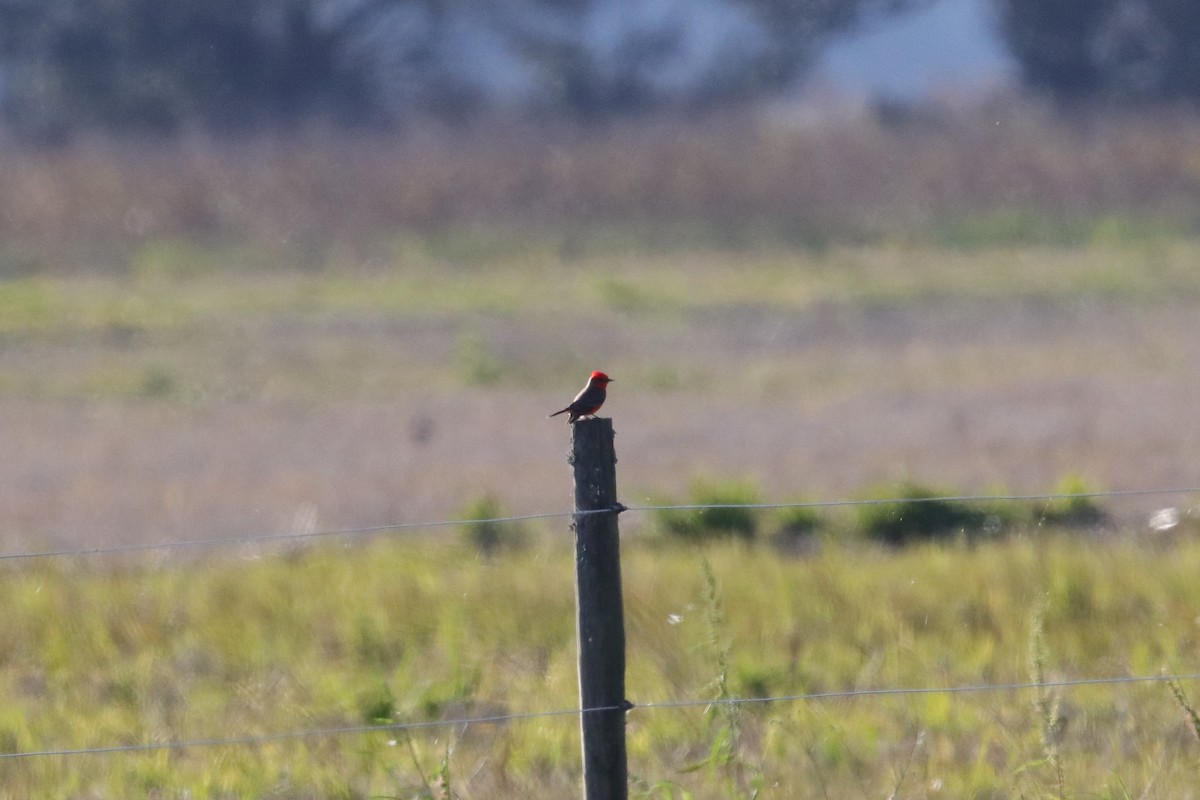 Vermilion Flycatcher - ML649281839