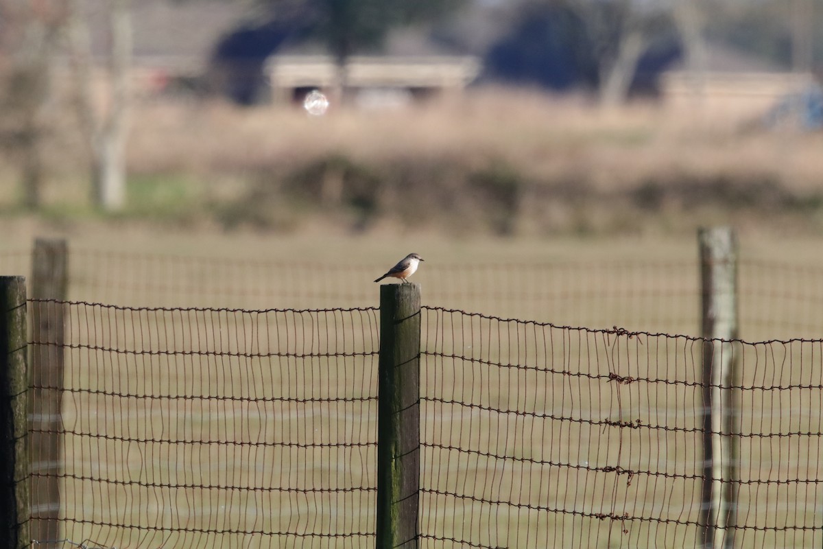 Vermilion Flycatcher - ML649281863
