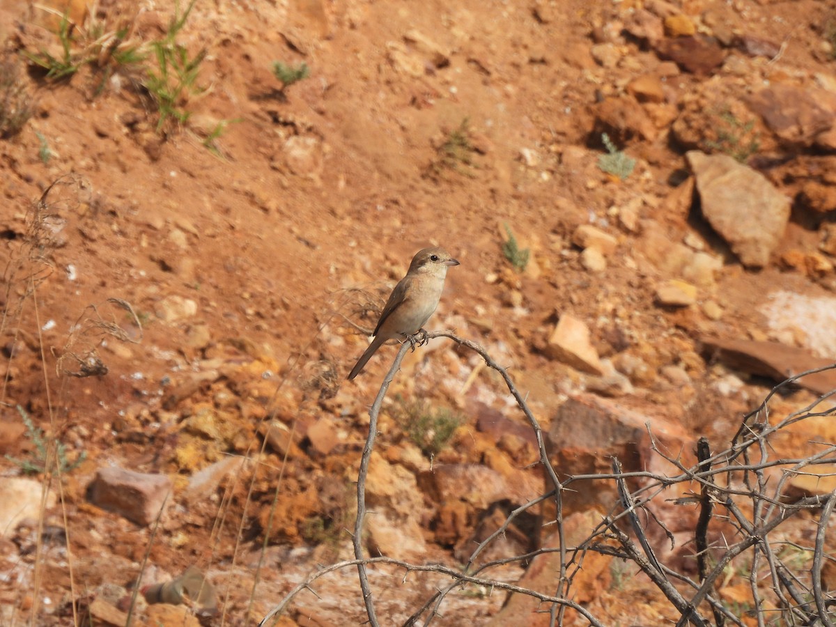 Isabelline Shrike - ML649281864