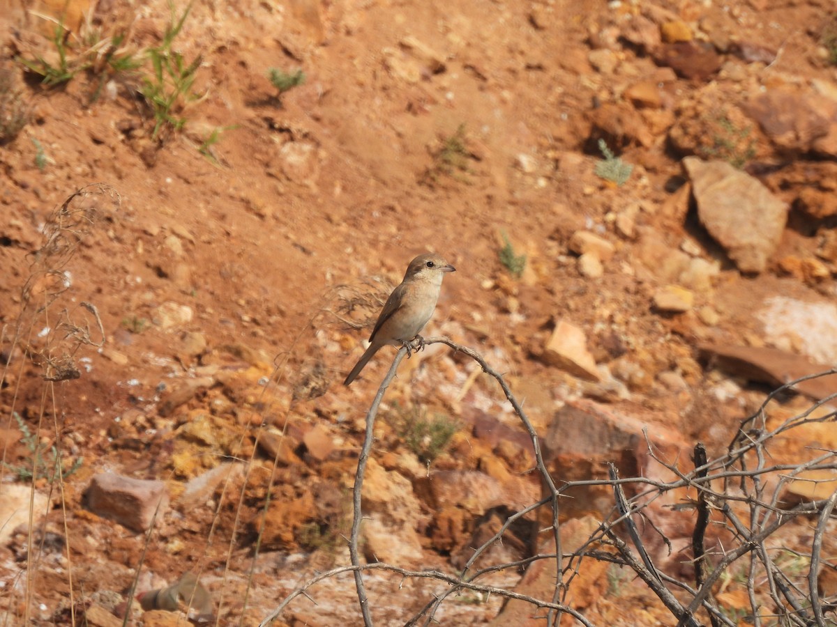 Isabelline Shrike - ML649281865