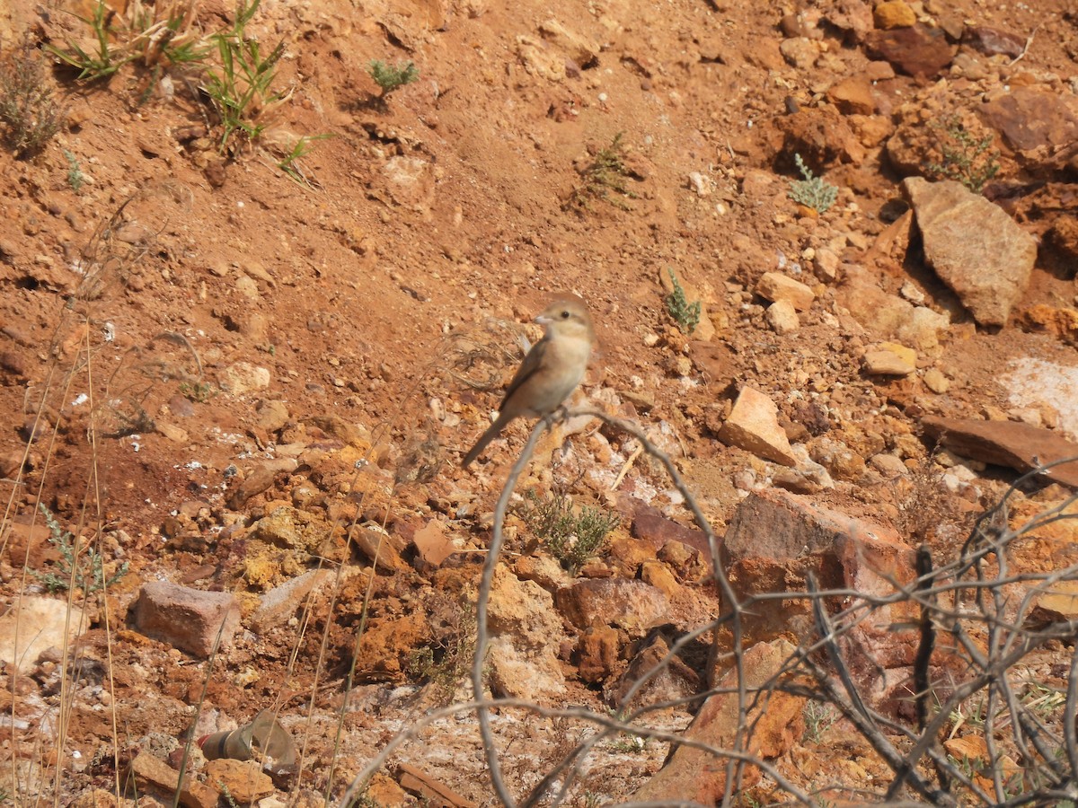 Isabelline Shrike - ML649281867