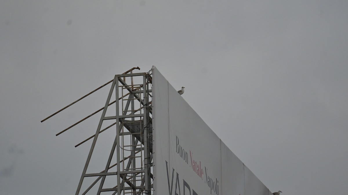 gull sp. - ML649281871