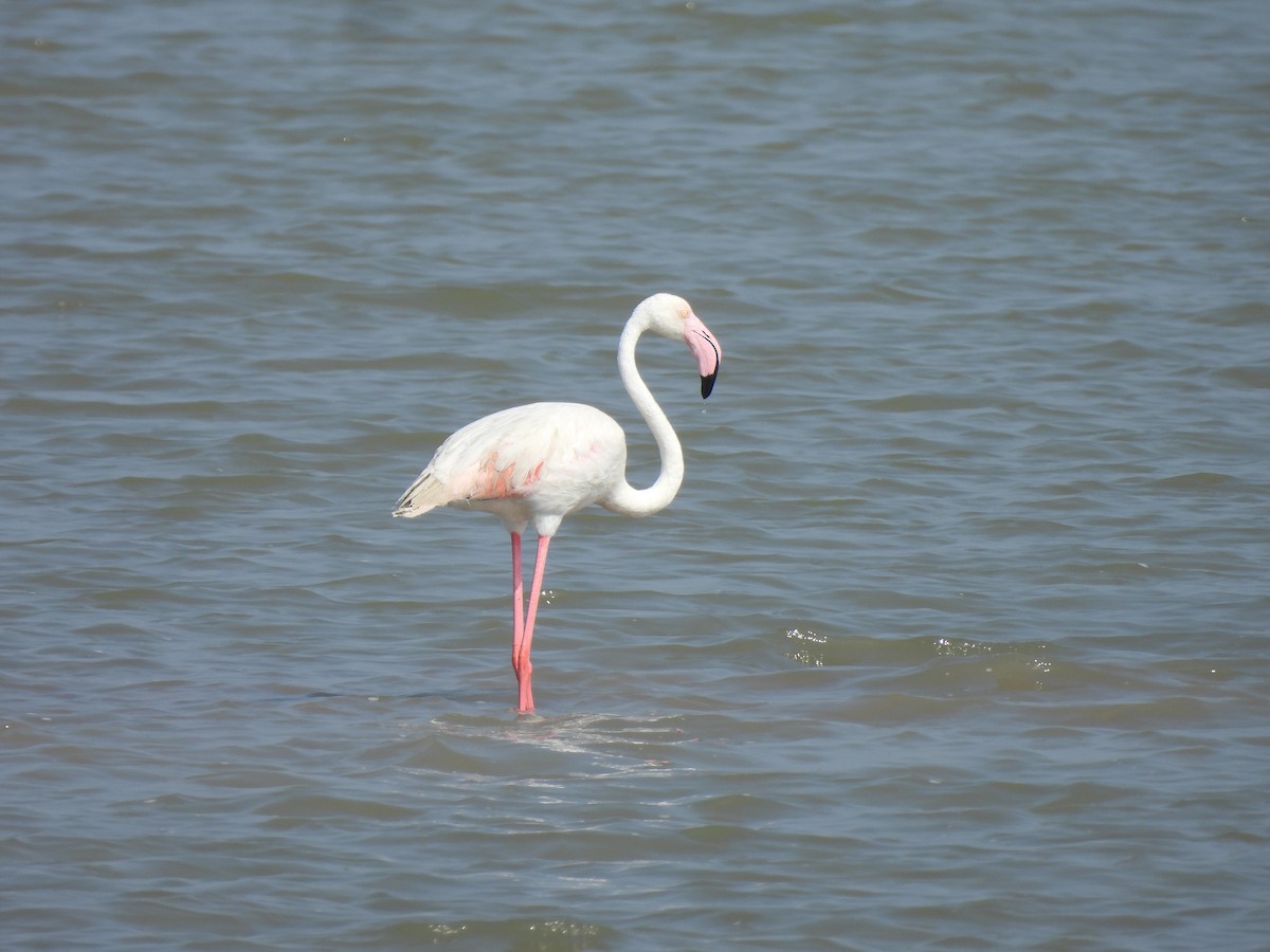 Greater Flamingo - ML649281885
