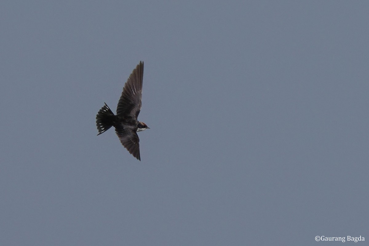 vlaštovka dlouhoocasá - ML649281932