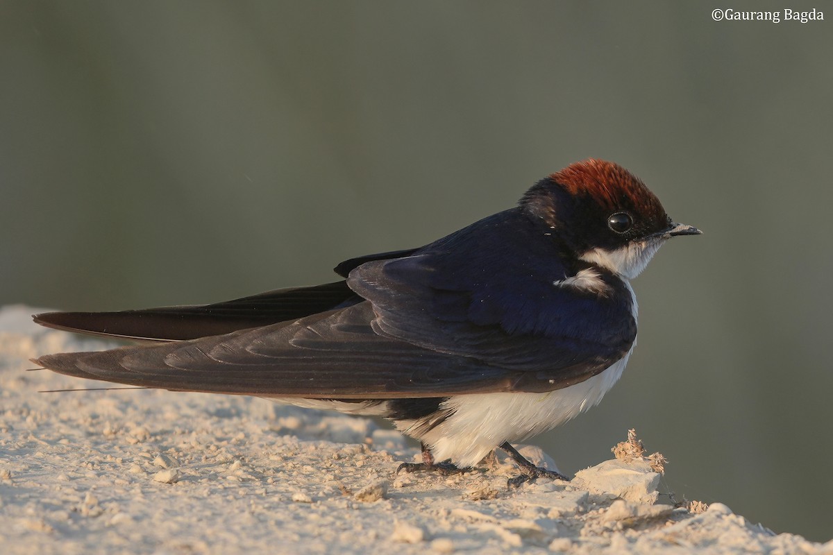 vlaštovka dlouhoocasá - ML649281934