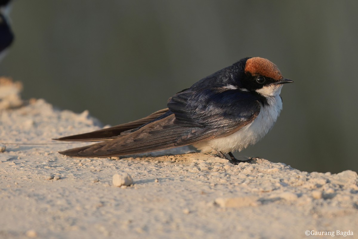 vlaštovka dlouhoocasá - ML649281935