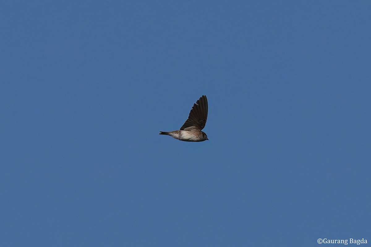 vlaštovka říční - ML649281988