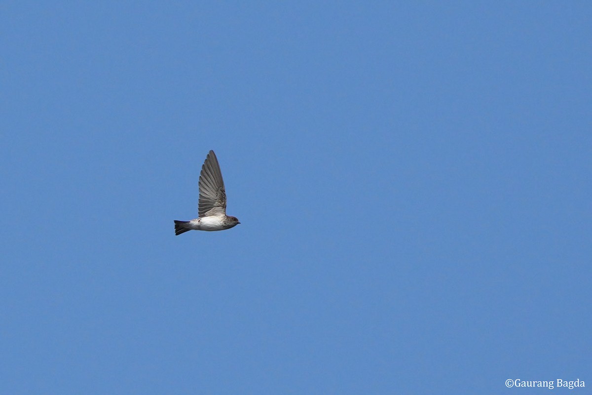 vlaštovka říční - ML649281989