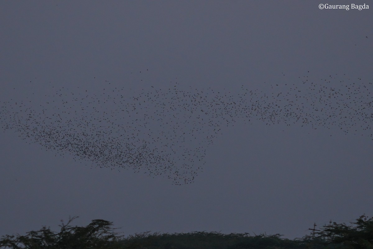 špaček růžový - ML649282026