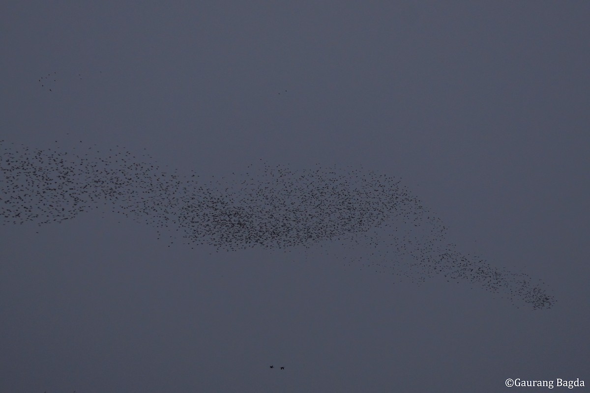 špaček růžový - ML649282028