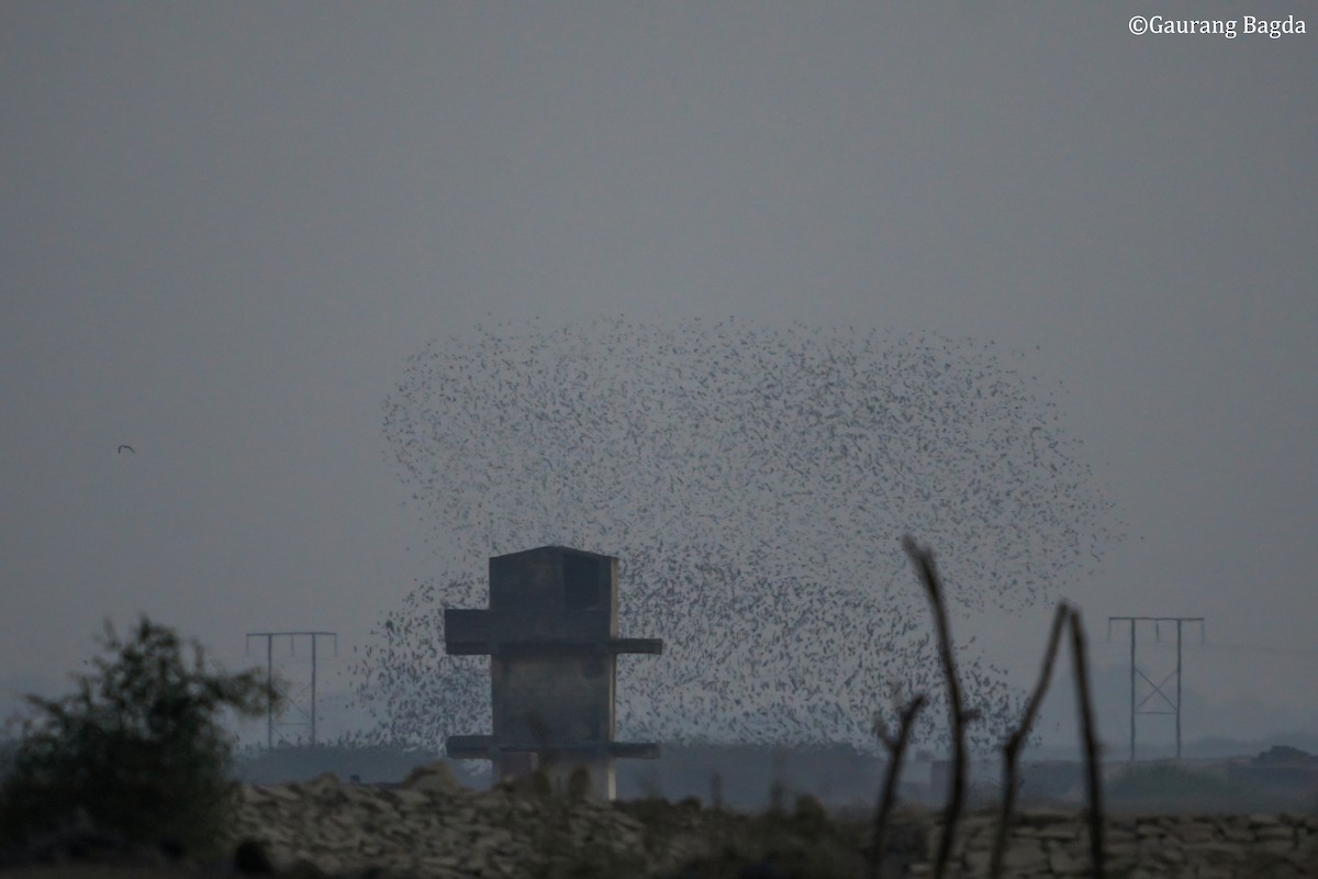 špaček růžový - ML649282029