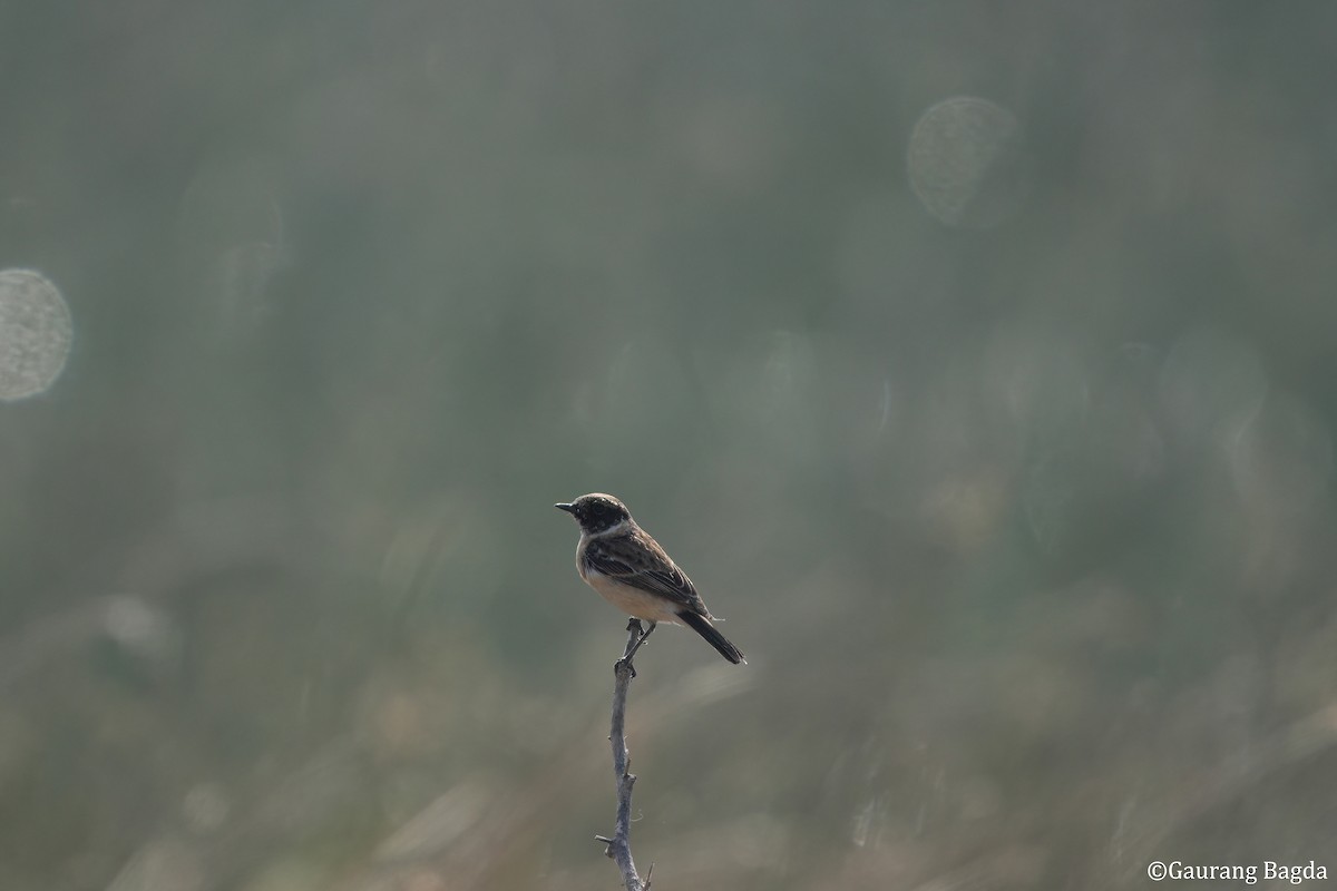 bramborníček sibiřský - ML649282061