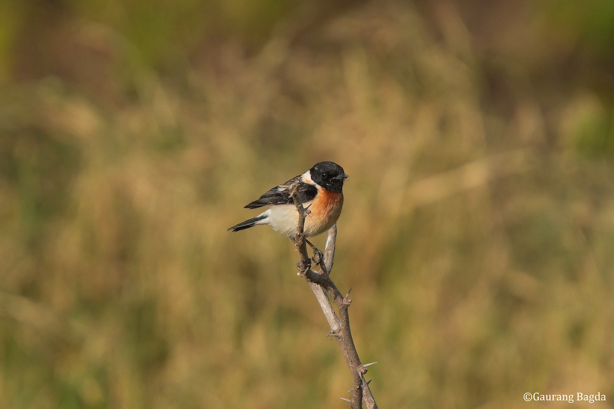 bramborníček sibiřský - ML649282062