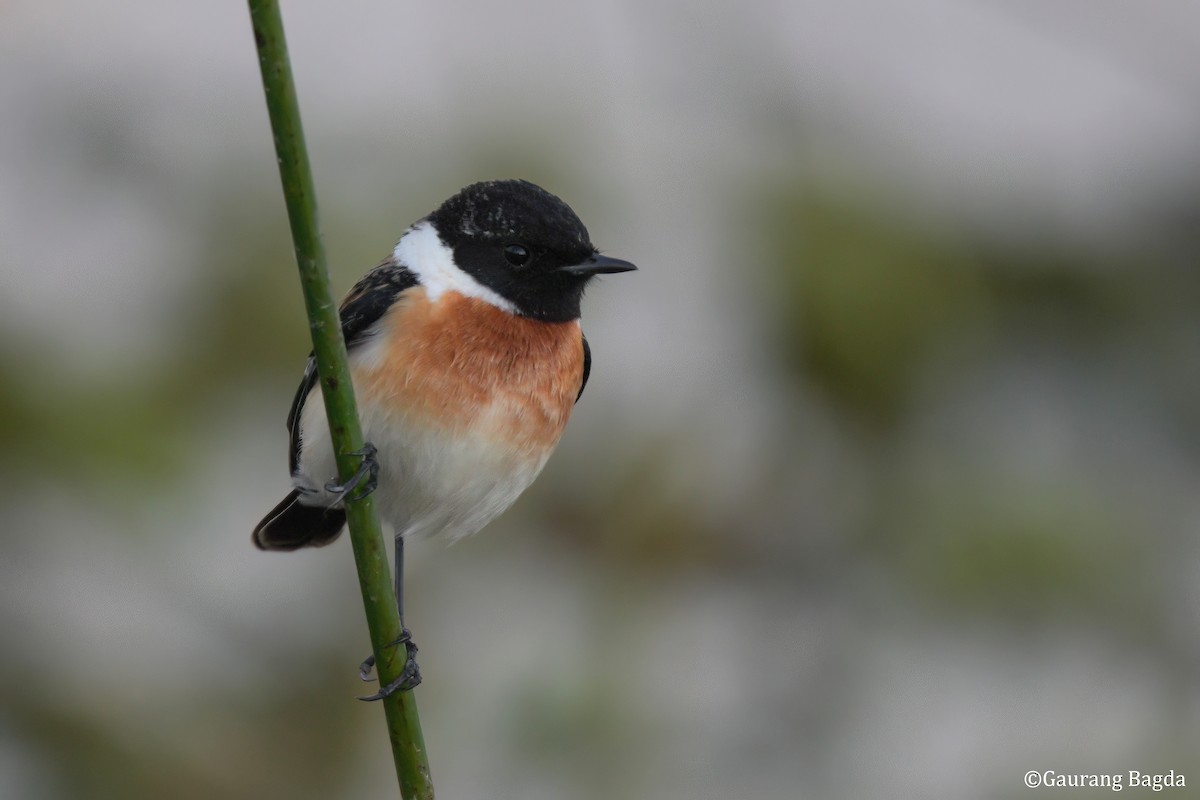 bramborníček sibiřský - ML649282063