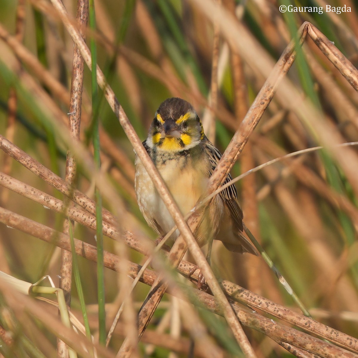 snovač bengálský - ML649282094