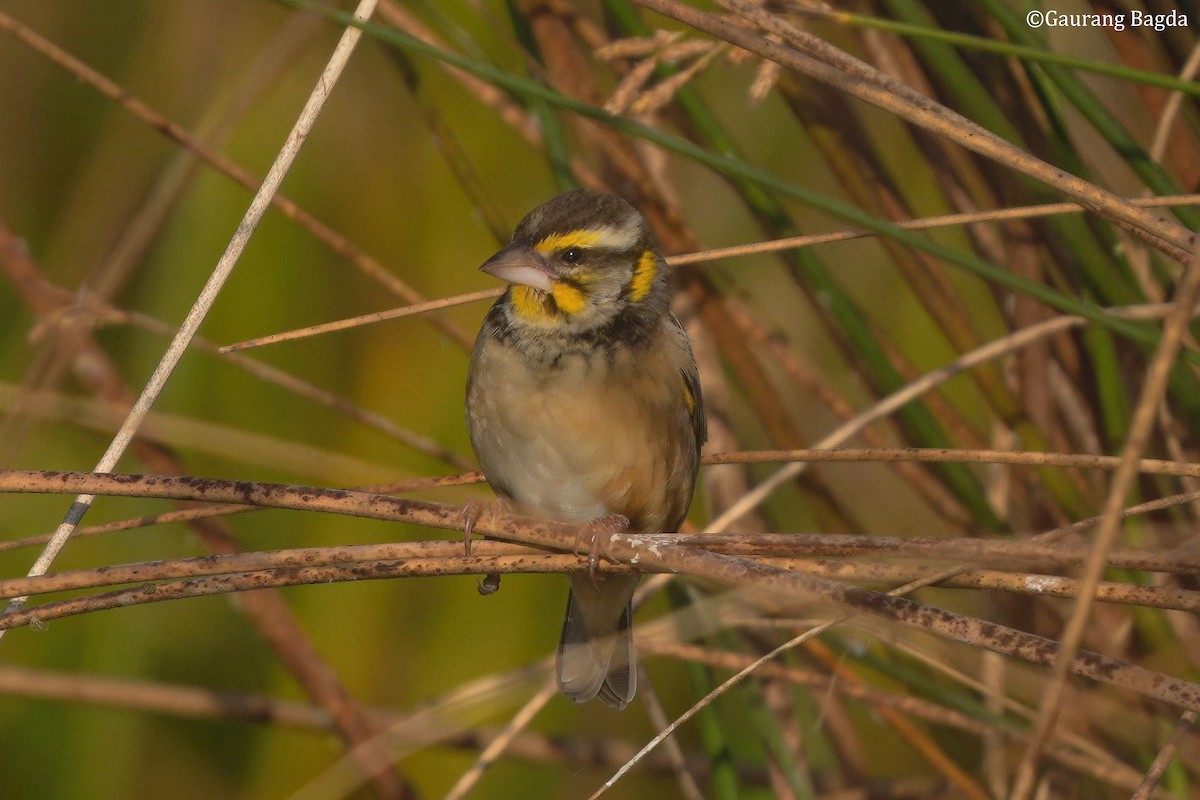 snovač bengálský - ML649282095