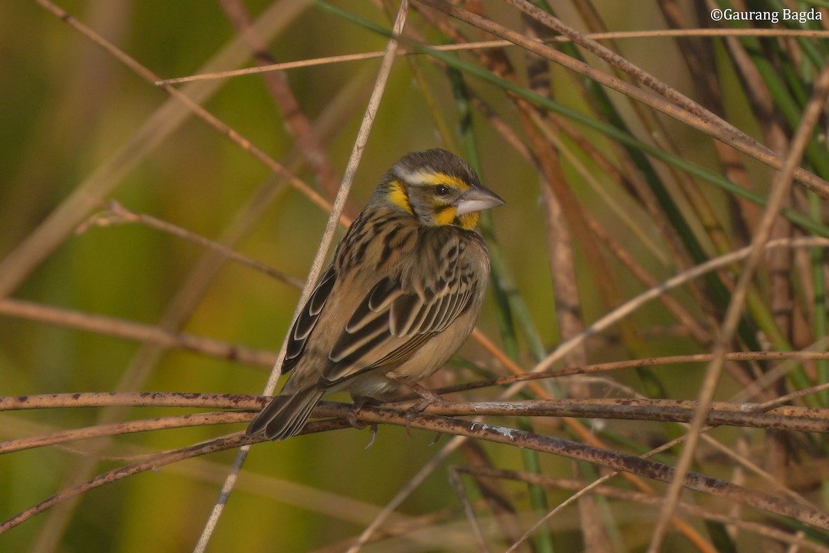 snovač bengálský - ML649282096